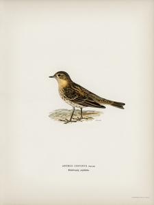 Red-throated pipit Anthus cervinus bird