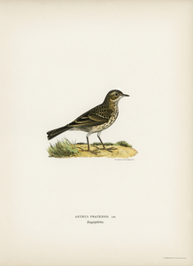 Meadow pipit Anthus pratensis