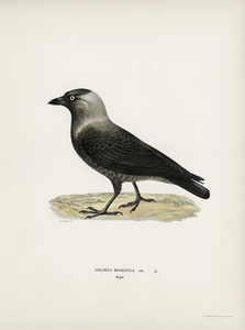 Western jackdaw Coloeus monedula