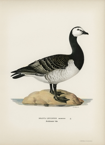 Barnacle Goose BRANTA LEUCOPSIS