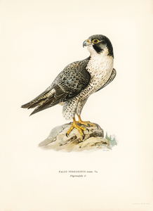 Peregrine Falcon Falco peregrinus
