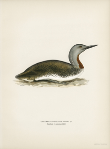 Red-throated loon Colymbus Stellatus