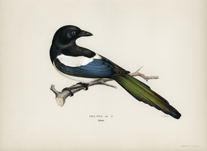 Eurasian magpie PICA PICA