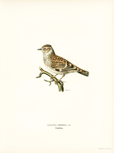 Woodlark Lullula arborea