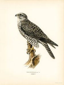 Gyrfalcon Gyr Falcon male Falco rusticolus
