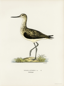 Greenshank Totanus Littoreus