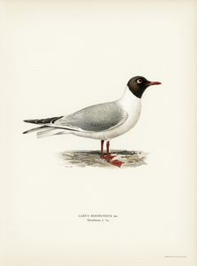 Black-headed gull ♂ Larus ridibundus