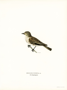 Spotted flycatcher Muscicapa ficedula
