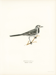 Pied Wagtail Motacilla alba