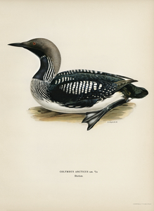 Black-throated loon Colymbus Arcticus