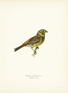 Yellowhammer female Emberiza citrinella