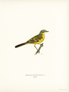Western yellow wagtail Motacilla [budytes] flava