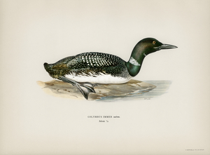 Common loon Colymbus immer