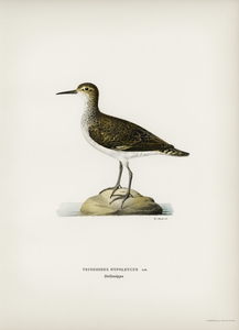 Sandpiper Tringoides hypoleucus