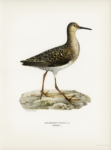 Ruff female Philomachus pugnax