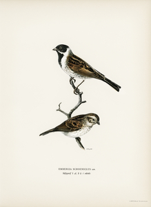 Reed bunting ♀ ♂ EMBERIZA SCHOENICLUS