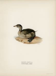 Young horned grebe PODICEPS AURITUS