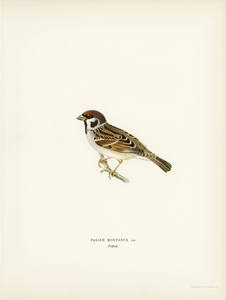 Eurasian Tree Sparrow Tree Sparrow Passer montanus