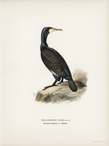 Great cormoran Phalacrocorax Carbo