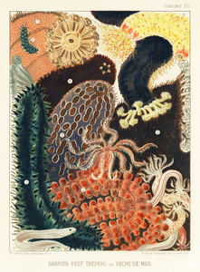 Barrier Reef Trepang or Bêche-de-Mer from The Great Barrier Reef of Australia 1893 by William Saville-Kent 1845-1908. Fig 1-2: Red fish Actinopyga obesaFig 3: Green Prickly-fish Stichopus ChloronotusFig 4: Colochirus AncepsFig 5: Holothurisa ColuberF