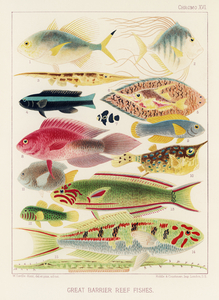 Great Barrier Reef Fishes from The Great Barrier Reef of Australia 1893 by William Saville-Kent 1845-1908. Fig 1: Fringe-finned Trevally Caranx ridiatus MacLeayFig 2: Dismond Trvally Caranx Gallus LinFig 3: Needle fish amphisile scuataFig 4: Blue band