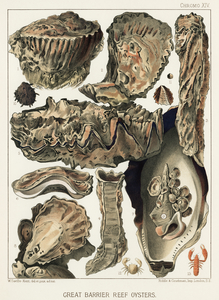 Great Barrier Reef Oysters from The Great Barrier Reef of Australia 1893 by William Saville-Kent 1845-1908. Fig 1: Coral Rock Oyster Ostrea MordaxFig 2: CucullataFig 3-4: Trap-door Oysters Ostrea Mordax CornucopioeformisFig 5: Cockscomb Oyster Ostrea 