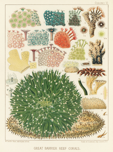 Great Barrier Reef Corals from The Great Barrier Reef of Australia 1893 by William Saville-Kent 1845-1908. Fig 1-5 : Plaesiastroea PeroniiFig 2 : plesiasroea versiporaFig 3 : RhoodaroeaFig 4-5 : Rhodaroea FruticosaFig 6 : Rhodaroea CalicularisFig 7 
