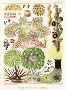 Great Barrier Reef Anemones from The Great Barrier Reef of Australia 1893 by William Saville-Kent 1845-1908. Fig 1 : Palythoa caesiaFig 2 : Rhodactis HowesiiFig 3 : Haterodactyla HemprichiiFig 4 : Acrozoanthus australioeFig 5 : phymanthus muscorumFi
