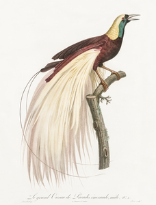 Emperor bird-of-paradise male 