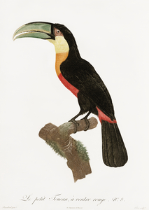 Red-billed Toucan