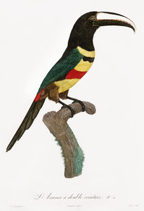 Black-necked Aracari 