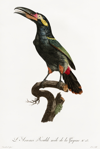 Black-necked Aracari 