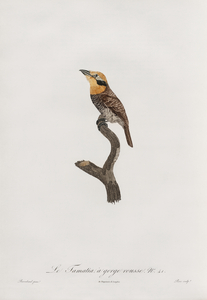 Russet-throated puffbird 