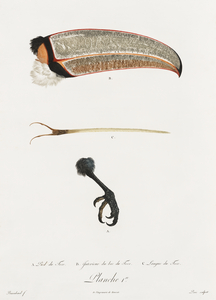 Toco foot beak and tongue 