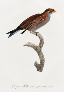 Little Lilac-breasted roller 