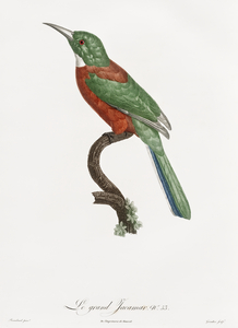Great Jacamar