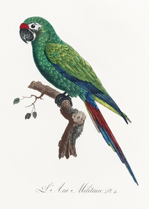 Military macaw