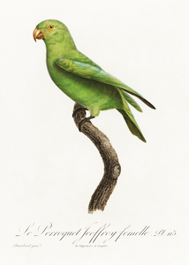 Red-cheeked parrot 