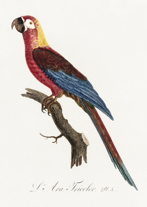Cuban red macaw 