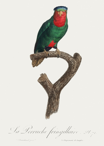 Blue-crowned lorikeet 