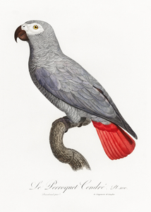 Congo grey parrot 