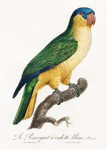 Buru green parrot 