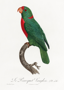 Jardines parrot 