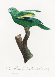 Canary-winged parakeet 
