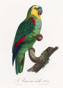 Turquoise-fronted parrot 