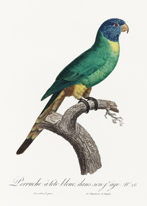 Blue-fronted amazon 