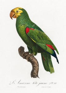Yellow-crowned amazon 