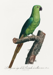 Ring-necked parakeet 