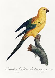 Sun parakeet 