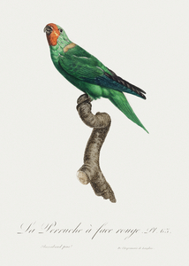 Red-faced parrot 